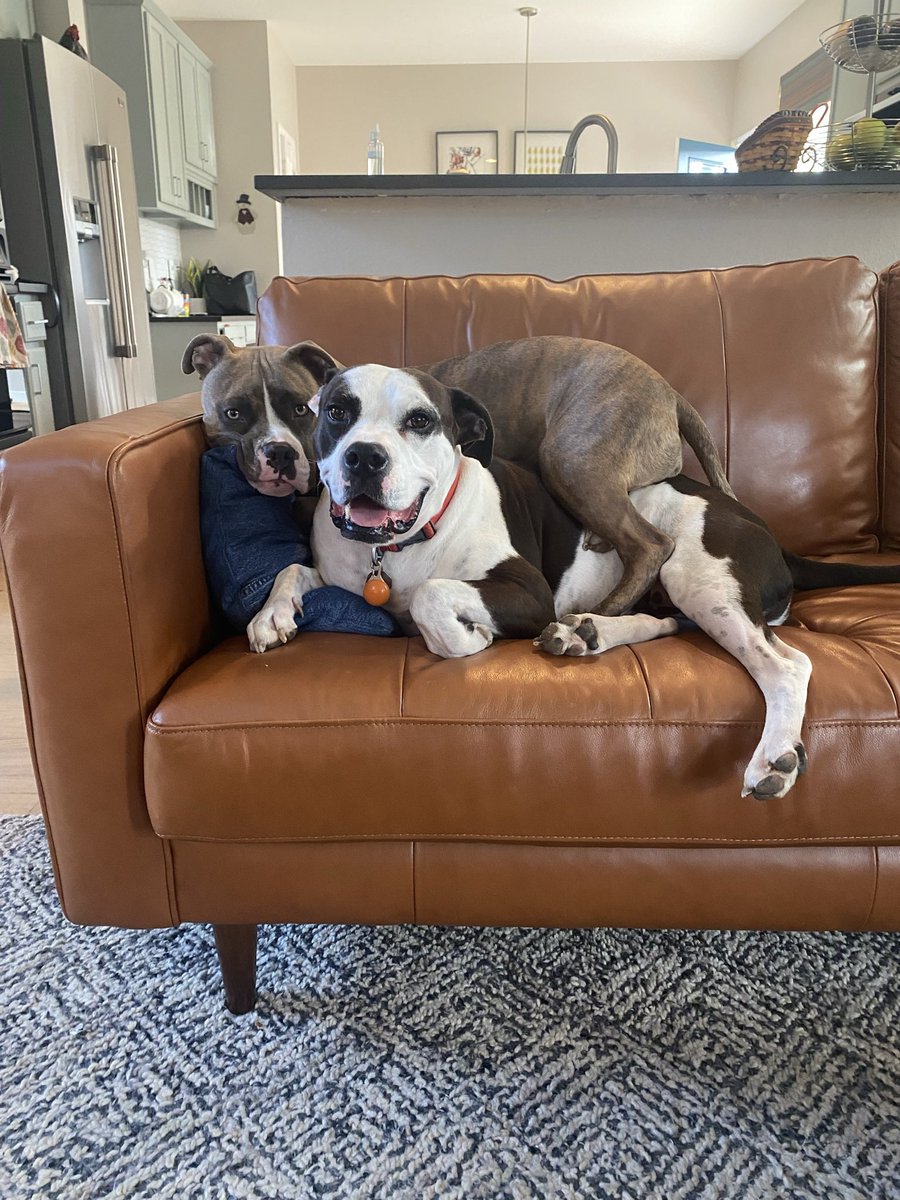 keeellz's tweet photo. @dog_rates @Trupanion 🥰❤️ https://t.co/wPOrtfNank