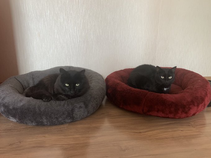 Meus tesouros, 🥰 #CatsOfTwitter #catlovers https://t.co/BmqoF0IH6g<a href="/tag/catsoftwitter"class="tags">#CatsOfTwitter</a><a href="/tag/catlovers"class="tags">#catlovers</a>