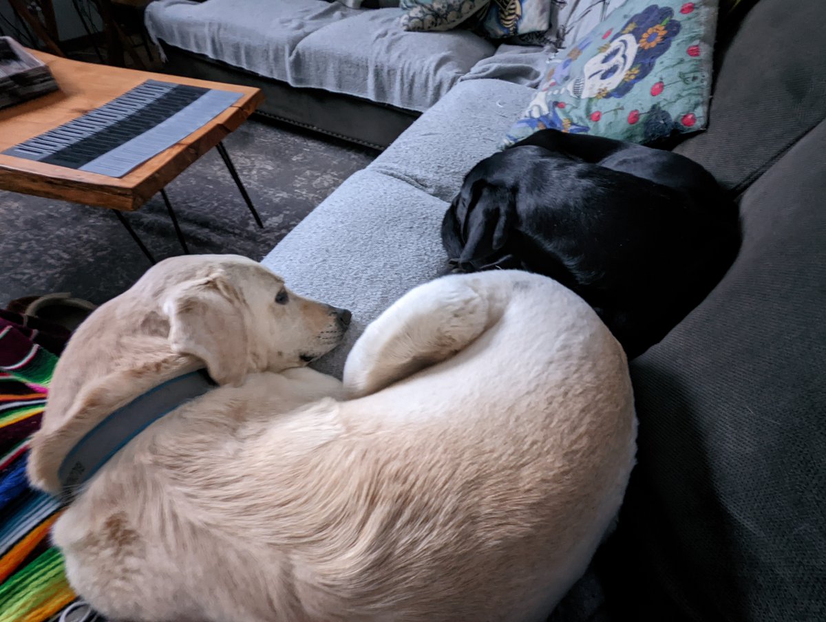 MikeinElma's tweet photo. Happy Monday!
#DayTwentyTwo in the #100daysofcode challenge &amp; now on to a ton of array questions in JS. I'm lucky though I have my two coffee-study buddies to help me thru.
Have a great week!

#21DaysUntil
#CodeFellows
#IMissHer https://t.co/iAmjzaohDJ