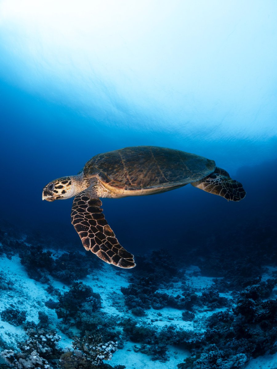 Lucidfo20's tweet photo. GM yall 💙 say it back if you like turtles 🐢 #NFTCommumity #nftcollectors #nftphotography #NFTphotographers #nftart #NFTartists #nft https://t.co/tMT9nrVG05