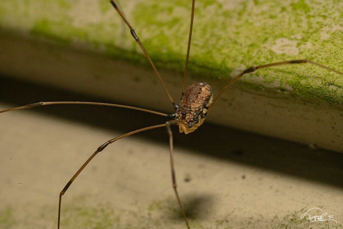 strictly_macro's tweet photo. legs. #macro #macrophotography #NaturePhotography #summer #nature #Delaware #photography #Spider  #abstract #GodoxGlobal @MacroHour @LensAreLive @ThePhotoHour https://t.co/hquaSqnMif