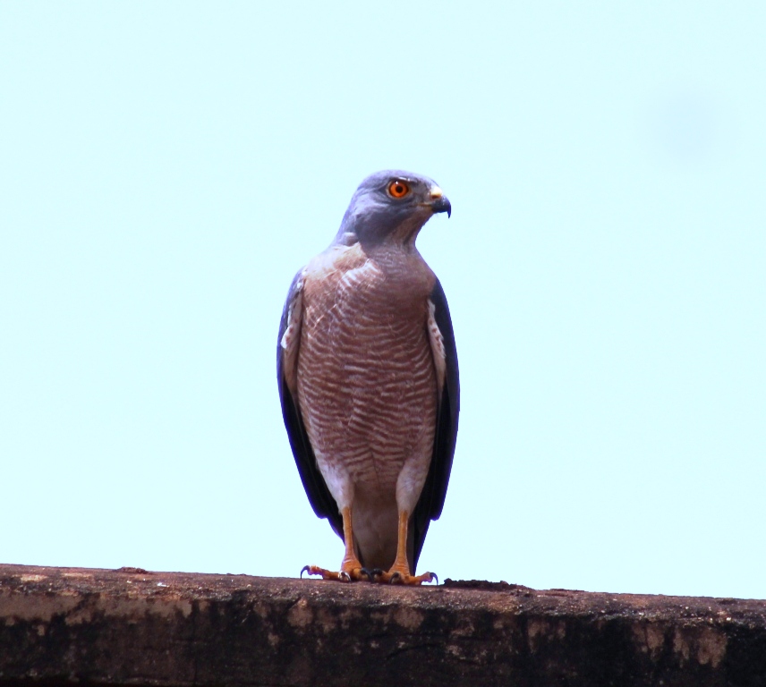 UgandaWide's tweet photo. shikra
#birding_photograpyUganda
#VisitUganda 
#forBirdingChallenge
please see https://t.co/TLygIjUrBG https://t.co/LWrYrZoJ8t