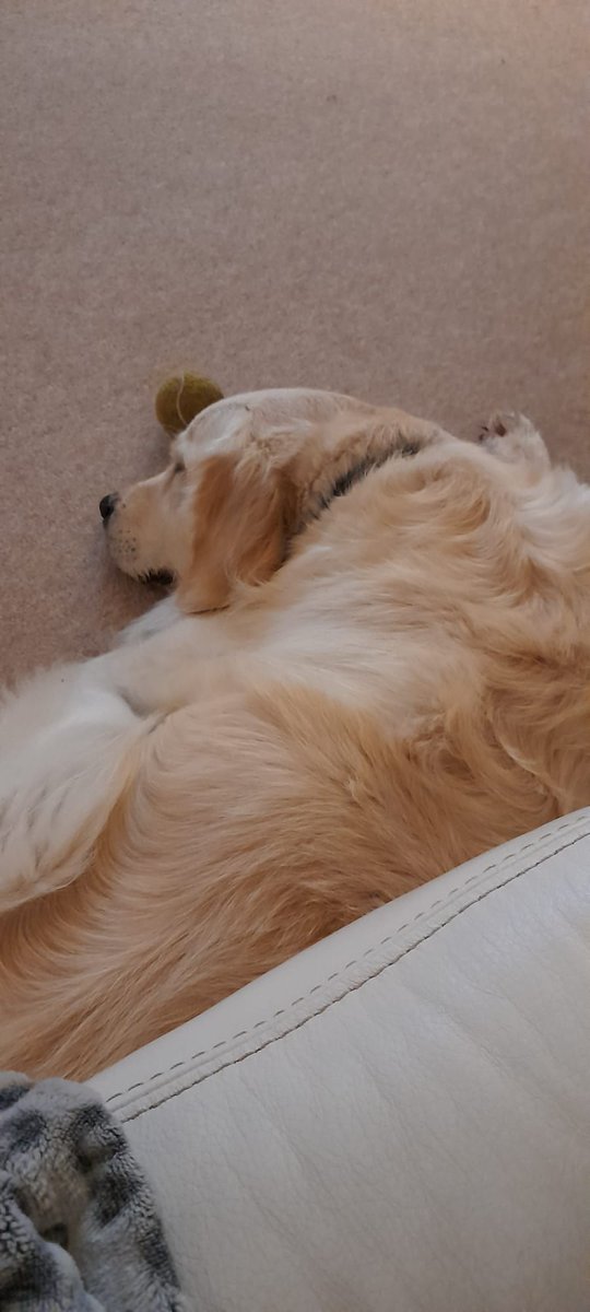 kitteridge_lisa's tweet photo. Doesn't sound or look like Cooper is missing us. But he's got his ball close by & ready for our return! 😍🥰
#snoozeyoulose
#waitingformom
#dontrushback https://t.co/qw12IJyi6J