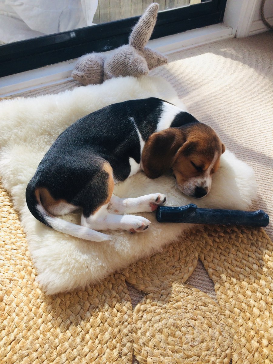The #beagle puplet adapts remarkably quickly to an environment stocked with comforts and luxuries. #beaglefacts 

📷 <a href="/StuartG123a/">Stewart</a> / Twitter