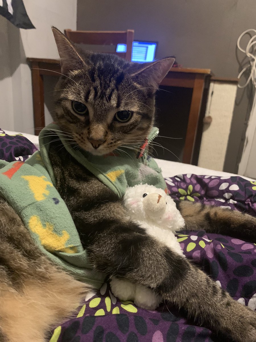 LilsLuluboo's tweet photo. Cuddling with my favourite teddy bear😻 #CatsOfTwitter #CatsOnTwitter https://t.co/4VHrVcIEQo