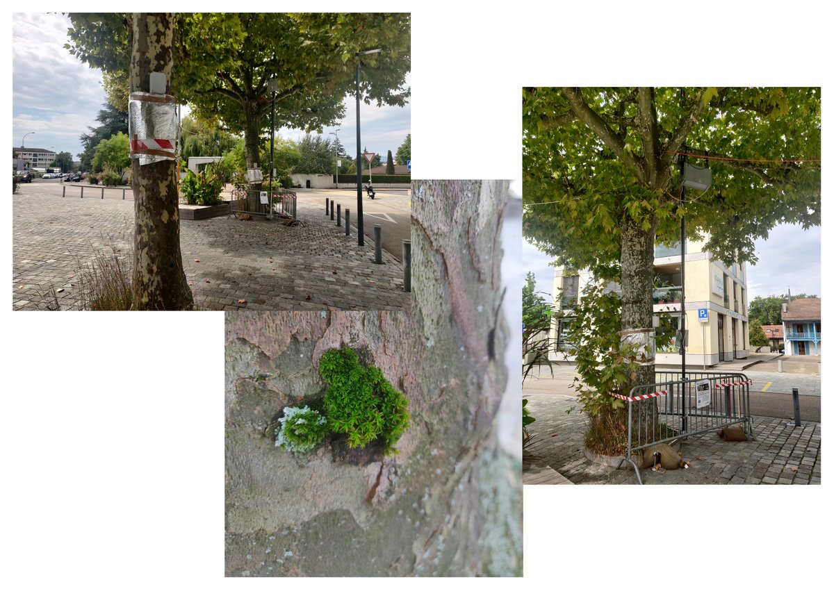 The microclimatic processes trees perform to cool the air are still poorly understood. sensors in plane trees will measure the trees cooling effect by <a href="/hepia_paysage/">hepia_paysage</a> #leea <a href="/epflENAC/">EPFL-ENAC</a> #PERL in #lancy, #geneve.
<a href="/research_alice/">ALICE research</a> will draw the tree environment interactions