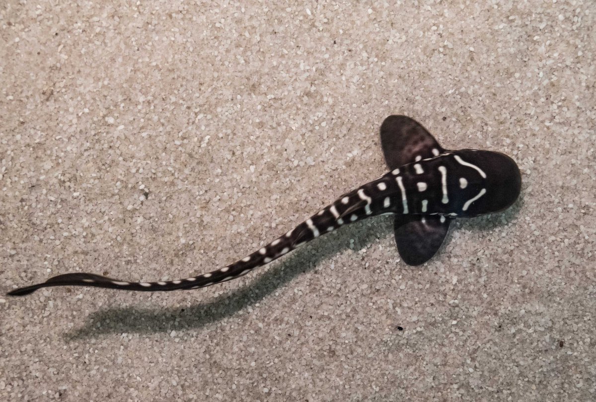 sharkies-otd-on-twitter-shark-fact-zebra-shark-pups-are-born