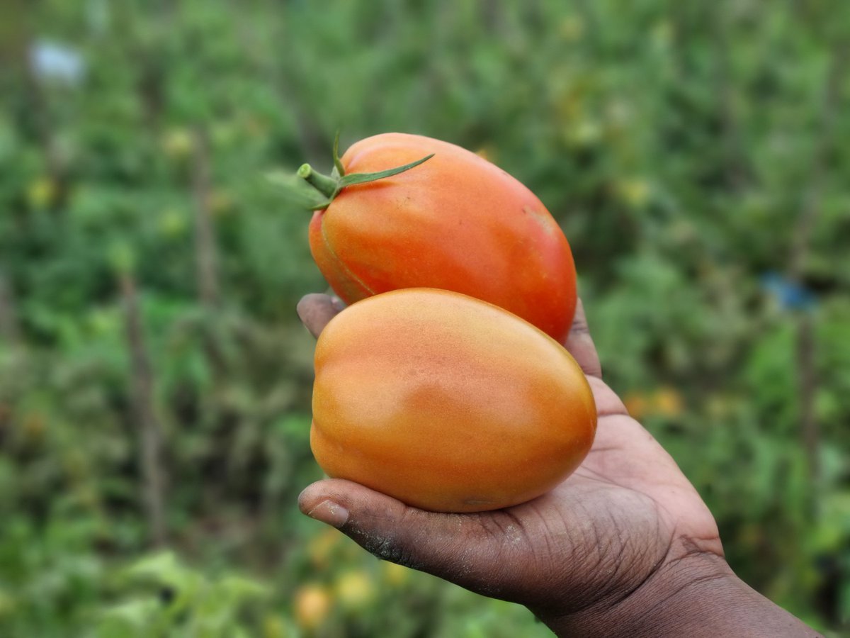 KojoAB's tweet photo. Today, I joined the crop scientists from the @NewageAgric R&amp;D team to the field to check on our tomato trials.

Love what I'm seeing.

#Newage
#Wecomm
#Agribusiness
#Nserewa
#UrbanGardens https://t.co/vwOHILNuFv