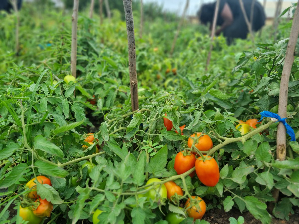 KojoAB's tweet photo. Today, I joined the crop scientists from the @NewageAgric R&amp;D team to the field to check on our tomato trials.

Love what I'm seeing.

#Newage
#Wecomm
#Agribusiness
#Nserewa
#UrbanGardens https://t.co/vwOHILNuFv