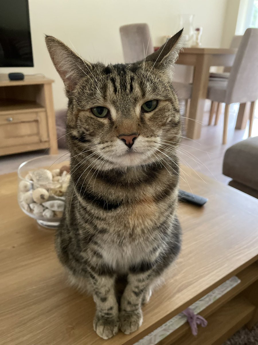ivythetabbycat's tweet photo. My human says I’m turning into a real Chatty Patty, because I have opinions about everything. But that's what cats do. Right? https://t.co/7wwjBgx2ta