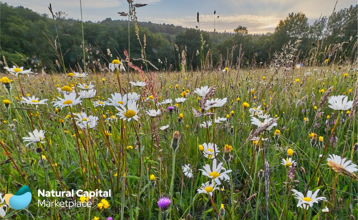 The Natural Capital Marketplace supports Devon farmers and landowners to find nature-based projects and funding to unlock new revenue from Natural Capital – interested to learn more?

Register for free at app.naturalcapital.market