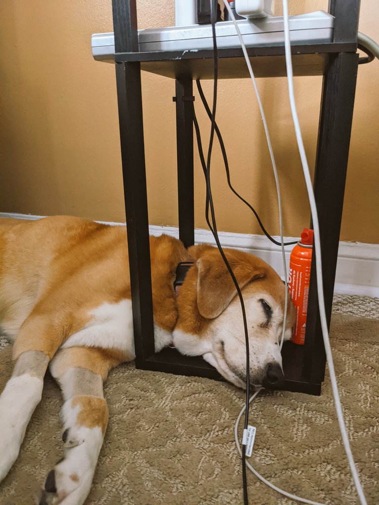 Paintbrush_Tail's tweet photo. How is this comfortable, you ask? It just is, my friends
#DogNap #AwkwardDog #CanSleepAnywhere #WillSleepEverywhere
๐ถ๐ด
@dogcelebration @dogandpuplovers @puppy_snuggles @IngloriousDogs https://t.co/FGuveC0Y1v