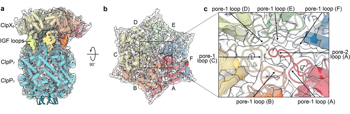 jhdavislab's tweet photo. Excited to post a new #cryoEM preprint led by the inimitable (but #twitterless) Alireza Ghanbarpour. Lovely story about how the AAA+ protease ClpXP achieves substrate specificity. TLDR – it “closes the axial translocation channel when not in use” https://t.co/aP4zLvs5mH 1/n https://t.co/g6Z3YgRbZ8