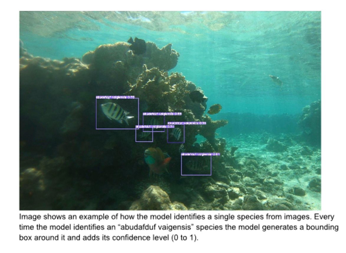 RedSeaReeforg's tweet photo. What's new for RSRF grant winner  Victor China, a postdoc student at Tel Aviv University? Dr. China used the RSRF grant to support his work with public data and AI to learn about coral reef fish species in the Red Sea.

His goal is to establish an automatic flow of data from https://t.co/s9UGo12uFD
