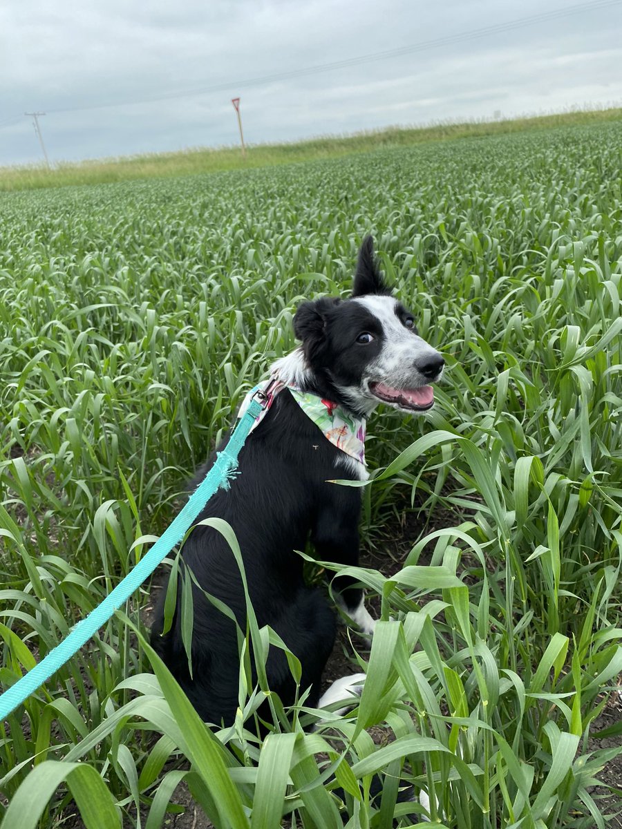 SScherbey's tweet photo. @Bayer4CropsCA https://t.co/bSHPCQsFjl