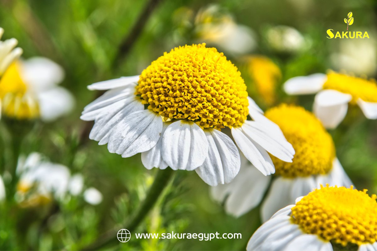 SakuraEgypt's tweet photo. #Chamomile is one of the oldest #herbs that indicates its fame as a medicinal plant, and #chamomile is a universal remedy for the ancient Egyptians.
https://t.co/CXEFwUWxjs
#sakura_egypt
#organic_farming
#sustainability
#sustainable_business
#healthy_life_style https://t.co/VaHZqiBker