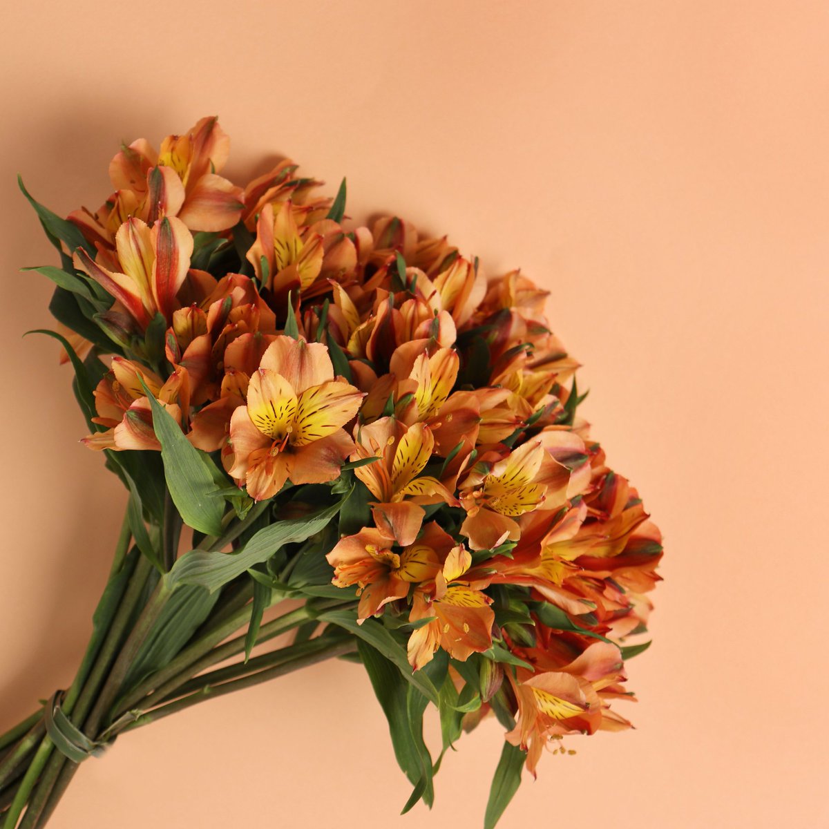 novaflor's tweet photo. As astromélias laranjas são ótimas flores para desejar felicidades e reforçar os laços de amizade com aquela pessoa querida, além de demonstrar carinho.

Para aumentar sua durabilidade, é recomendado cultivá-la longe do sol ou à meia sombra. https://t.co/TQqPzad2bl