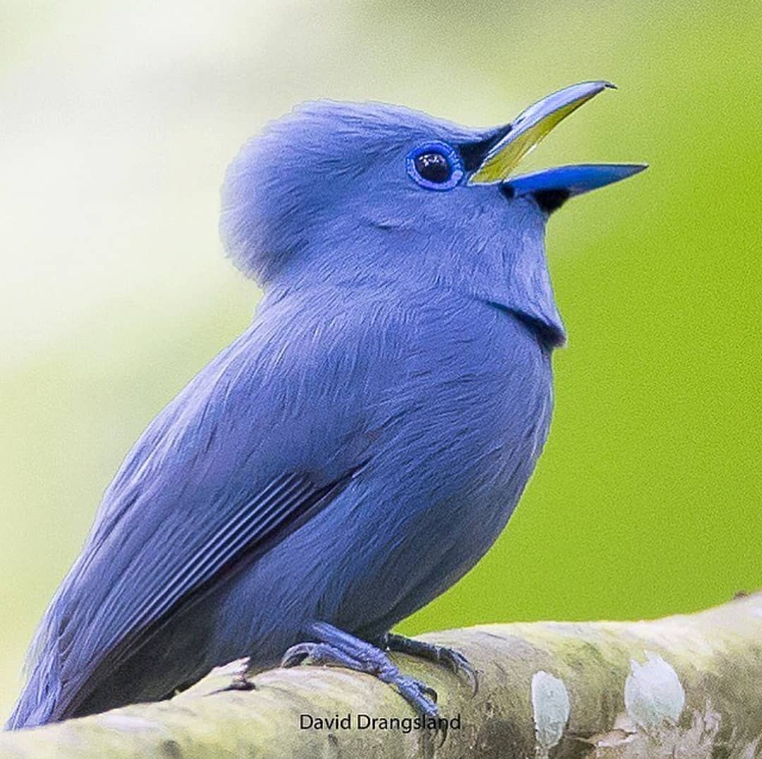 Terpsiphone cyanescens)
