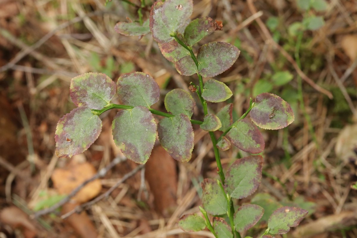 RPilze's tweet photo. Podosphaera myrtillina var. myrtillina ex Vaccinium myrtillus
#Podosphaeramyrtillina #Podosphaera #Vacciniummyrtillus #Heidelbeere #blueberry #myrtille #mirtilo #arándano #mirtillo #mushroom #mushrooms #fungus #fungi #pilz #pilze #champignons #champignon #nature #natur https://t.co/03MeyIO9Ut