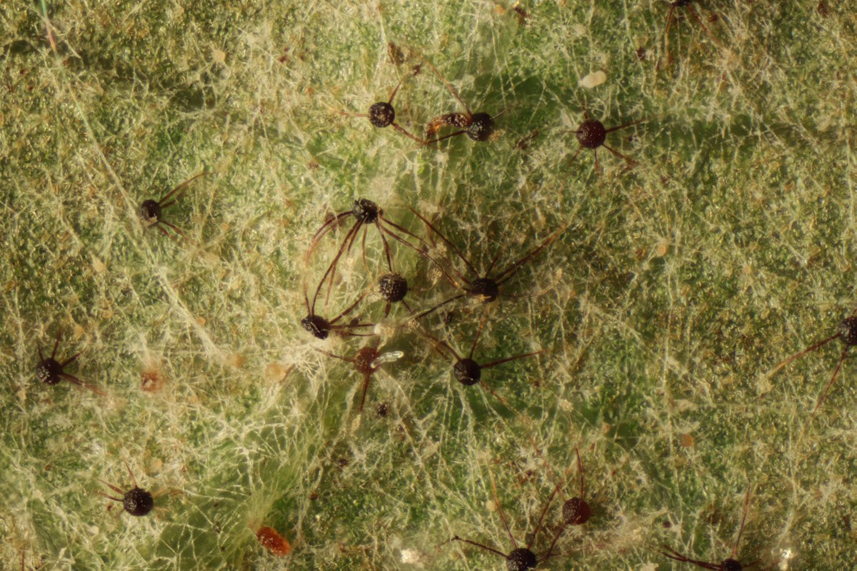 RPilze's tweet photo. Podosphaera myrtillina var. myrtillina ex Vaccinium myrtillus
#Podosphaeramyrtillina #Podosphaera #Vacciniummyrtillus #Heidelbeere #blueberry #myrtille #mirtilo #arándano #mirtillo #mushroom #mushrooms #fungus #fungi #pilz #pilze #champignons #champignon #nature #natur https://t.co/03MeyIO9Ut