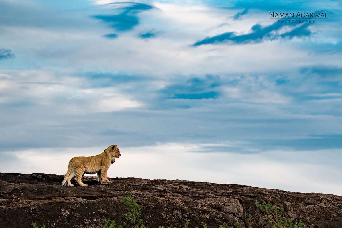 photosby_Naman's tweet photo. Imagine the iconic scene of Simba being announced at the edge of the rock by Mufasa and Sarabi. 
Now imagine it not at the edge of the rock. 

#lionsofmasaimara #blackrockpride #wildlifephotography #africa #lionking 

@NikonIndia @natgeowild @BBCEarth @MasaiMara_Kenya https://t.co/SteYbSh94f