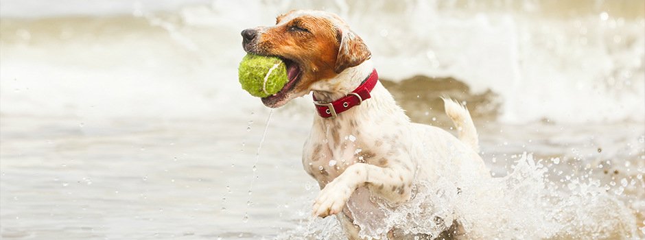 esofune's tweet photo. Hello! 👋🏼👋🏽👋🏿
I'm Mary,
I am running a survey relating to DOG CARE services with dog owners and dog caregivers.
Kindly help fill this form in furtherance of this research.
Thank you.

https://t.co/qmnn4vYVuE 

Retweeting and sharing will go a long way!
#uxdesign #ui #uxresearch https://t.co/1dQnOBL8u4
