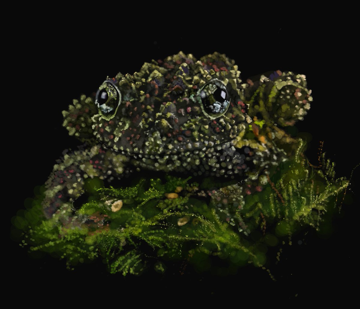 szymczak_pau's tweet image. My little froggy project 🐸 
This is Vietnamese Mossy Frog. I&apos;m crazy about the texture of their skin. A beautiful example of camouflage. 
I wonder if they could be a source of AMPs 🤔

#sciart #SciComm #scientificvisualisation #SciArt #Digitalart #DigitalArtist #sciencetwitter