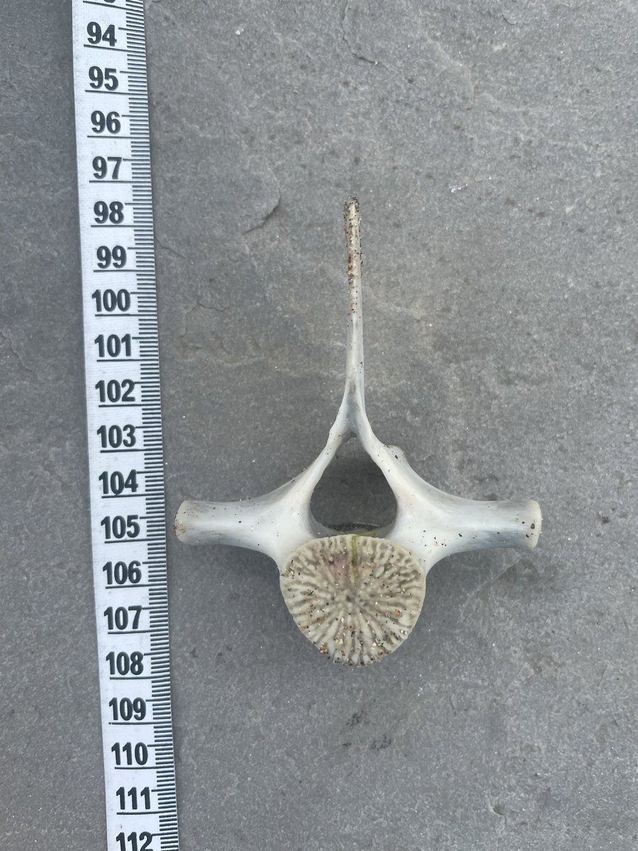 GeoffreyMaher's tweet image. Found a vertebra washed up on a beach on the south coast of Ireland - anyone have an idea what animal it’s from? @IrelandsEnviro @RebeccaRHelm