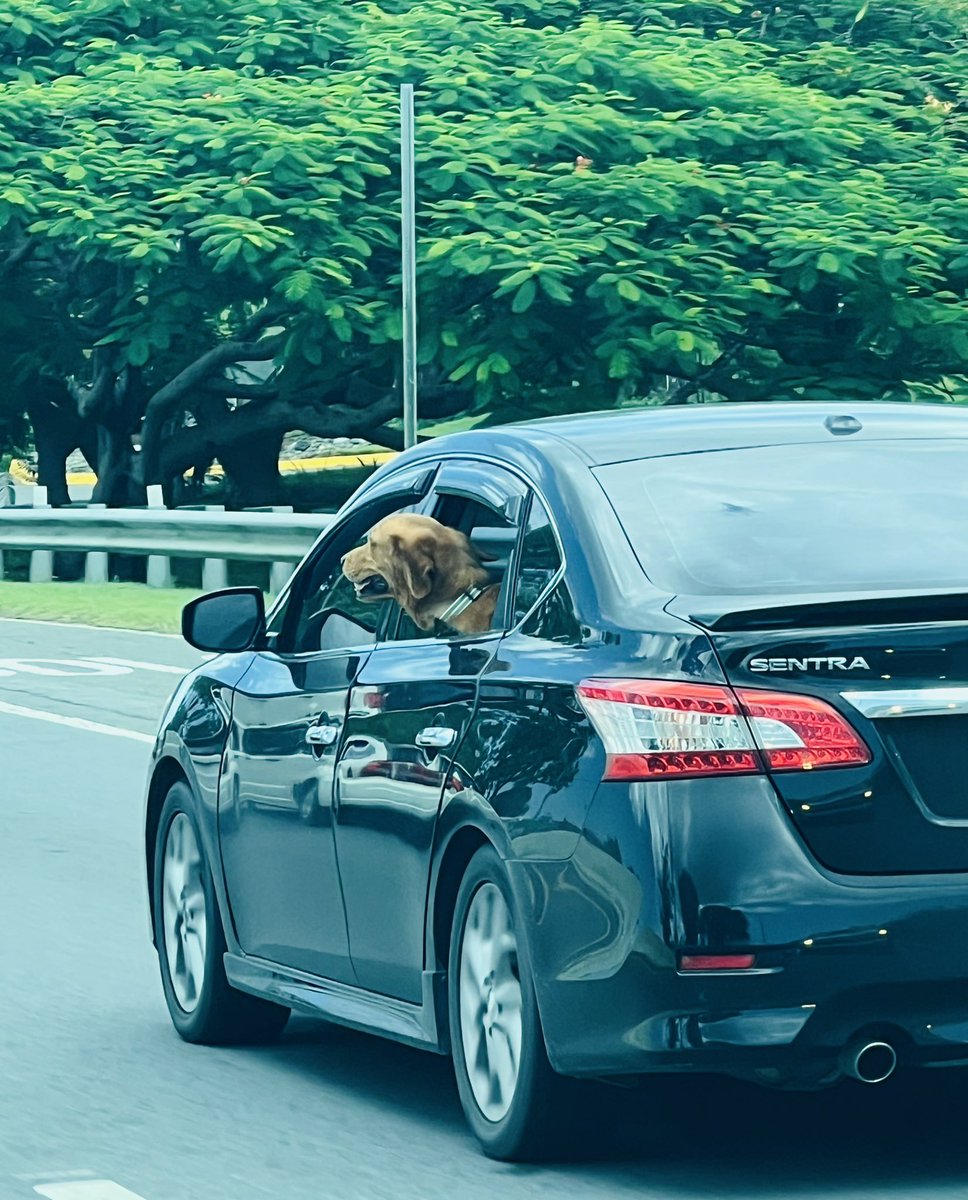 Gary_Hammond's tweet photo. Que su lunes esté tan cool como el paseo de este Golden Retriever ❤️ #animallover #PuertoRico https://t.co/ZsWOqrEfhh