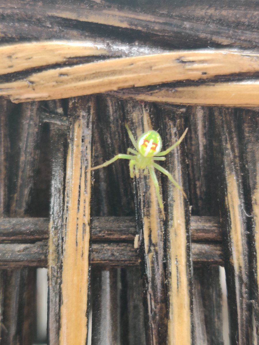 Rare neon-goblin-swiss army knife spider comes a-visitin'