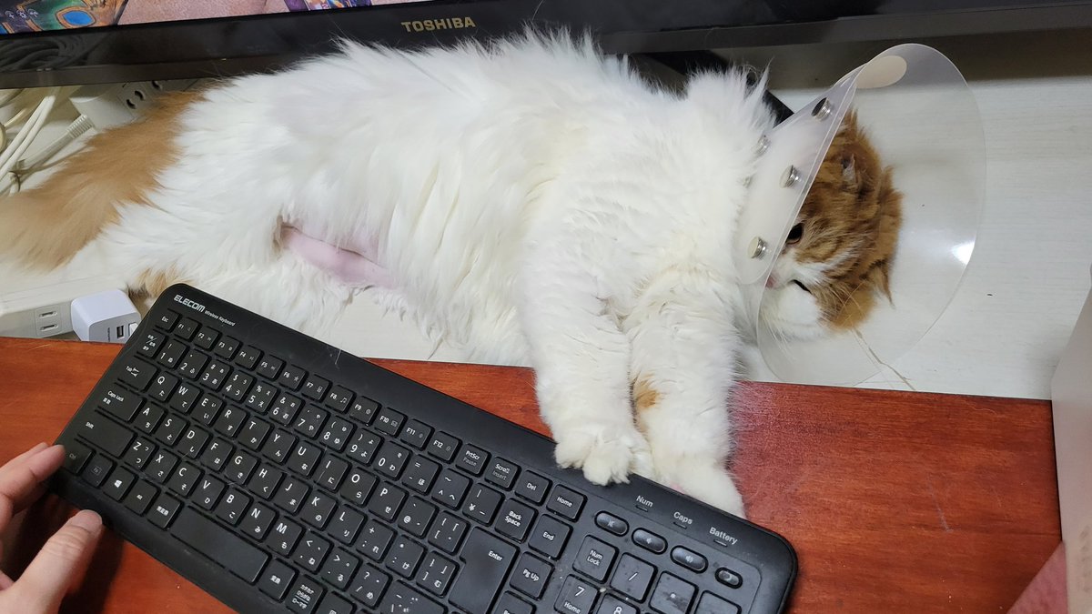 Azki_chocobo's tweet photo. 暴れ猫 https://t.co/MVxHVbAouG