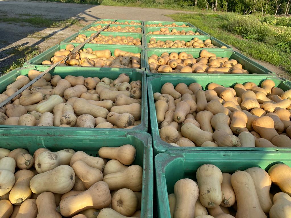 Canam_Fresh's tweet photo. Butternut Squash harvest coming off now. Originally developed in the 1930's in the USA, and also in Canada but crooked vs straight and today its mostly grown straight. How do you enjoy yours? There are so many ways to use this amazing versatile vegetable. Reach out to learn more https://t.co/NpZKOcEcis