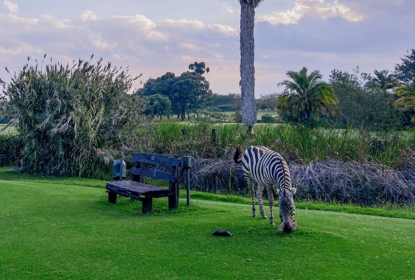 Tembea Kenya Pollmans tweet media