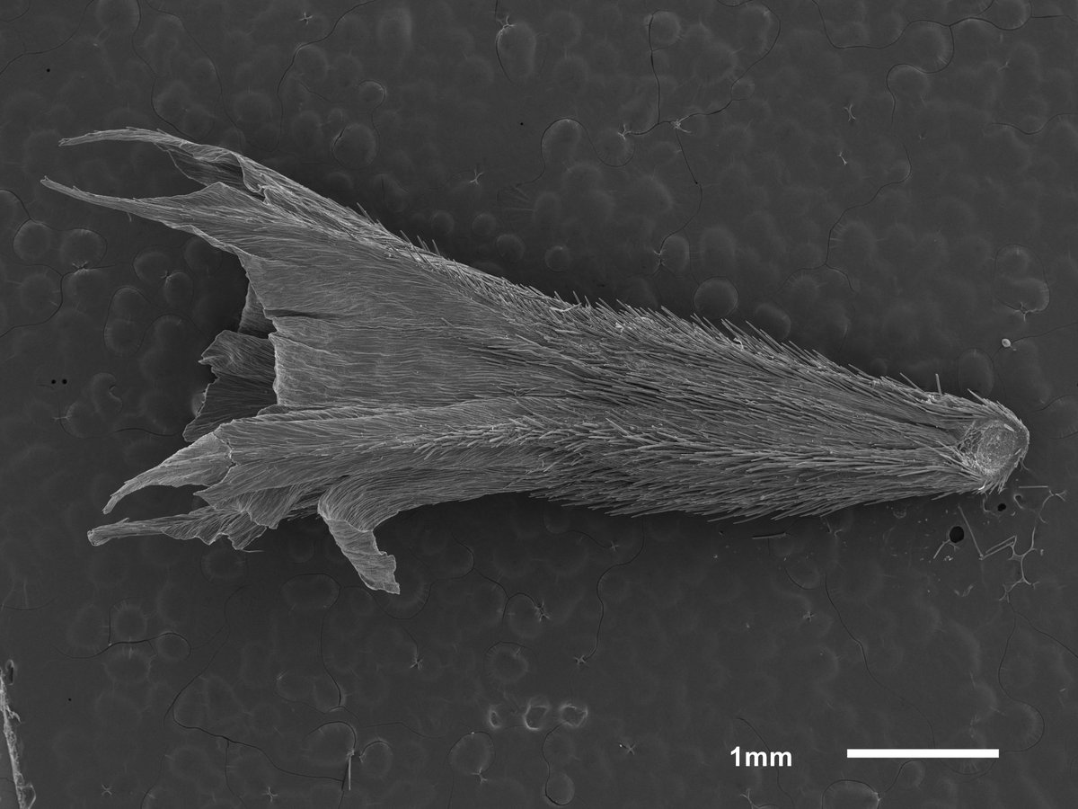 seedecol7 tweet media