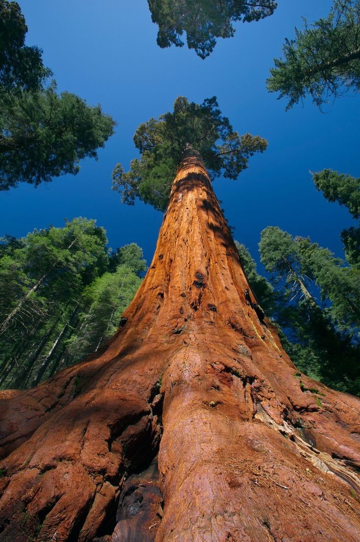 Giants of Sequoia National Park