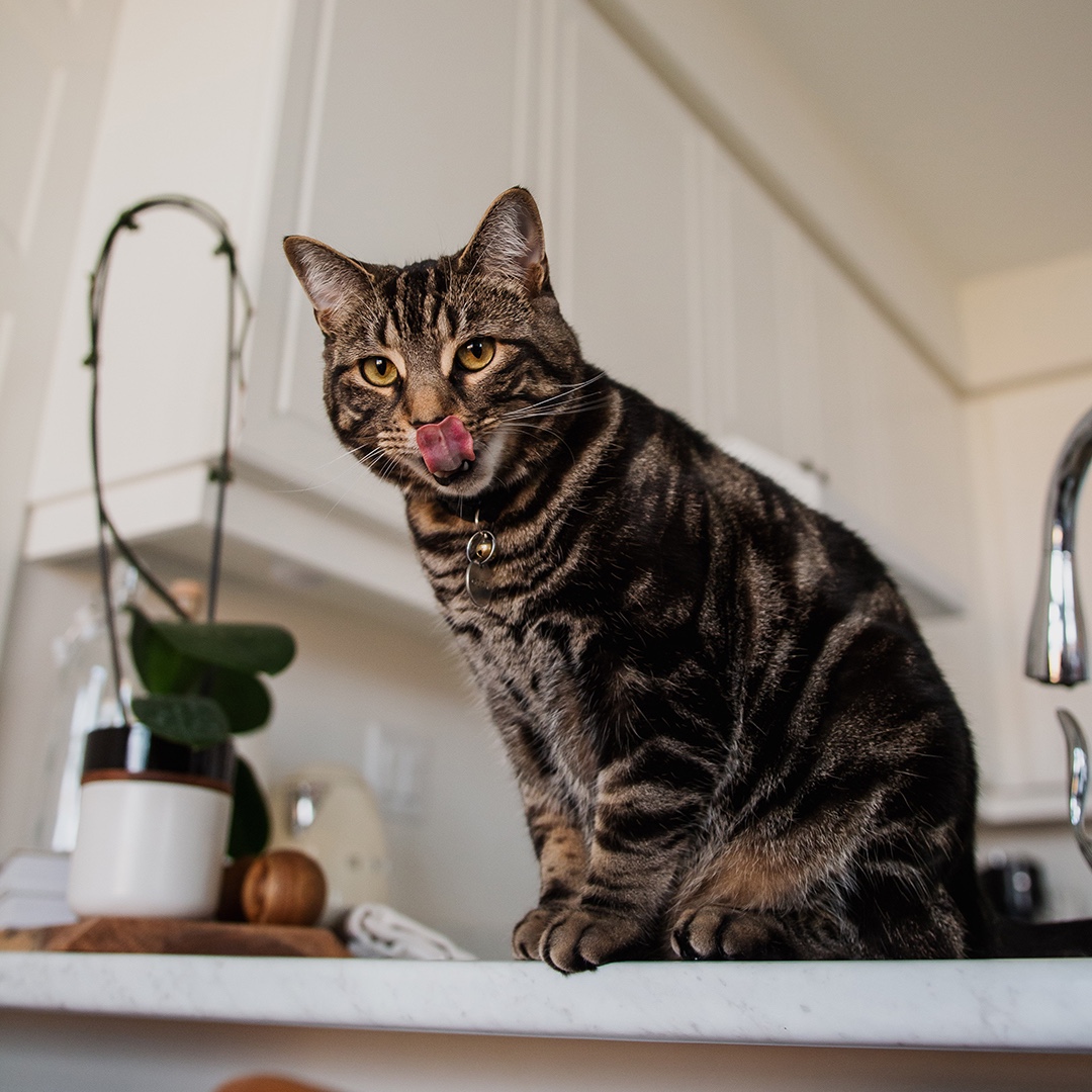nutram's tweet photo. Tongue Out Tuesday
#nutram #tongueouttuesday #cat #catsofTwitter https://t.co/evVZnRuXVW