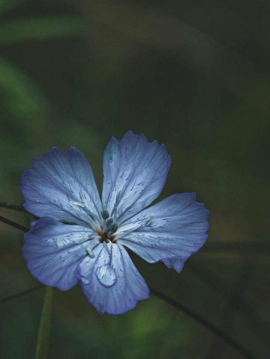 Tim_A_Heckmann's tweet photo. What do you think of this approach to the commonly known herb robert? You can find this and many more of my Photos as Printed Versions on different Things on my Redbubble Page: https://t.co/BansP3PpOC
#Redbubble #RBandME #macrophotography #macro #naturephotography https://t.co/jPzF1iwJA2