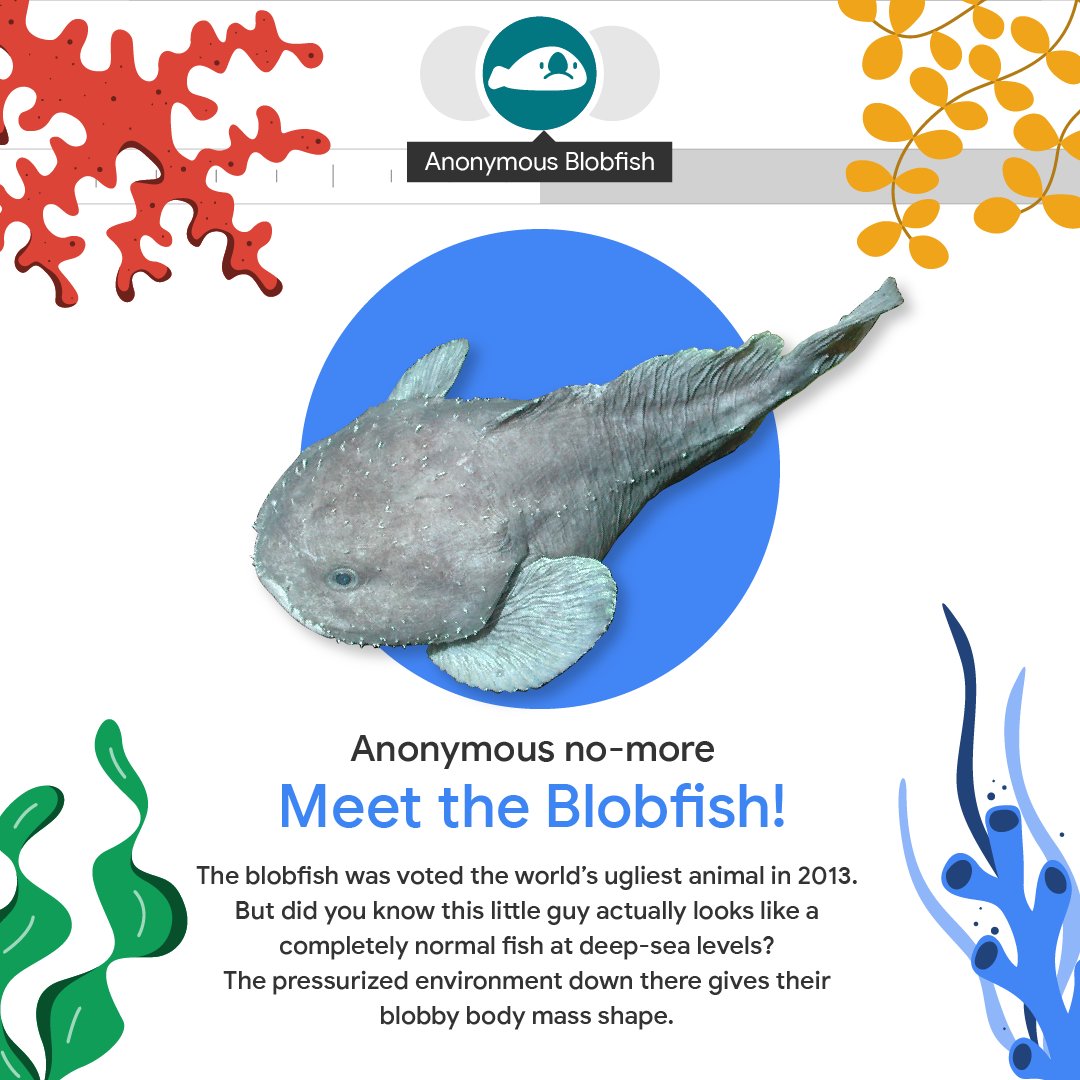 Google Workspace on X: Blobfish facts! The very first blobfish