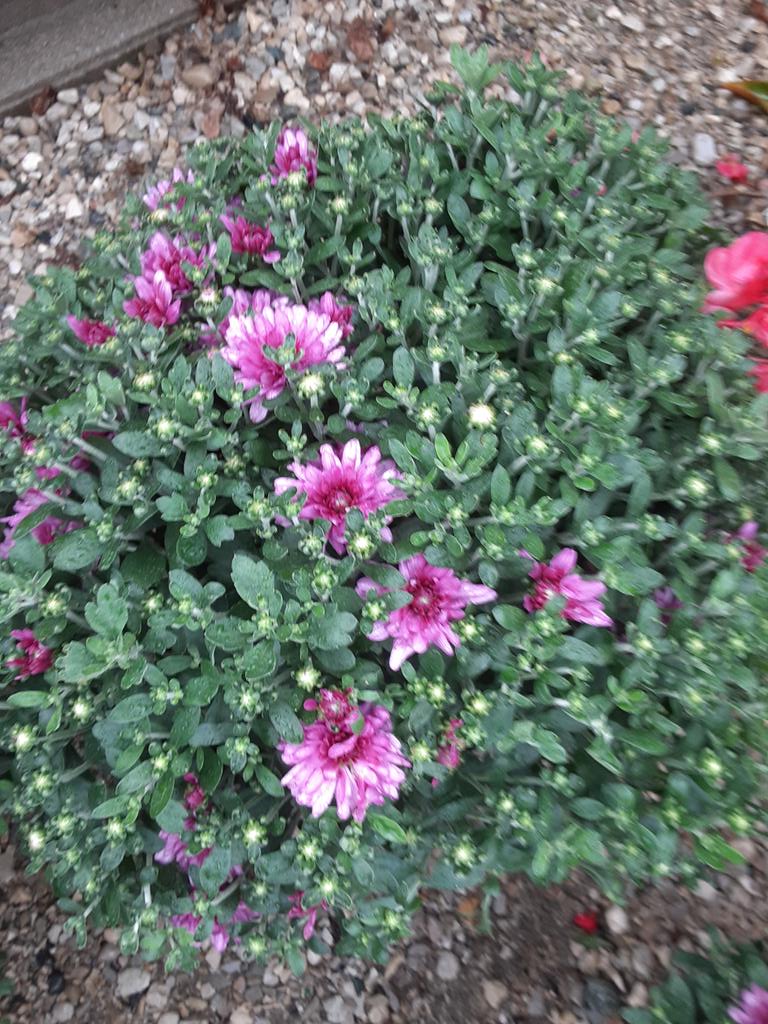 ArthurGreenhous's tweet photo. New colours in 🎉
Fall mums 
3 for $25 🍂
#falliscoming 
#fallmums
#mums
#chrysantemum 
#arthurgreenhouses https://t.co/ZZdh3Tr9yp