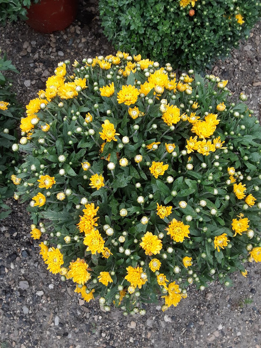 ArthurGreenhous's tweet photo. New colours in 🎉
Fall mums 
3 for $25 🍂
#falliscoming 
#fallmums
#mums
#chrysantemum 
#arthurgreenhouses https://t.co/ZZdh3Tr9yp