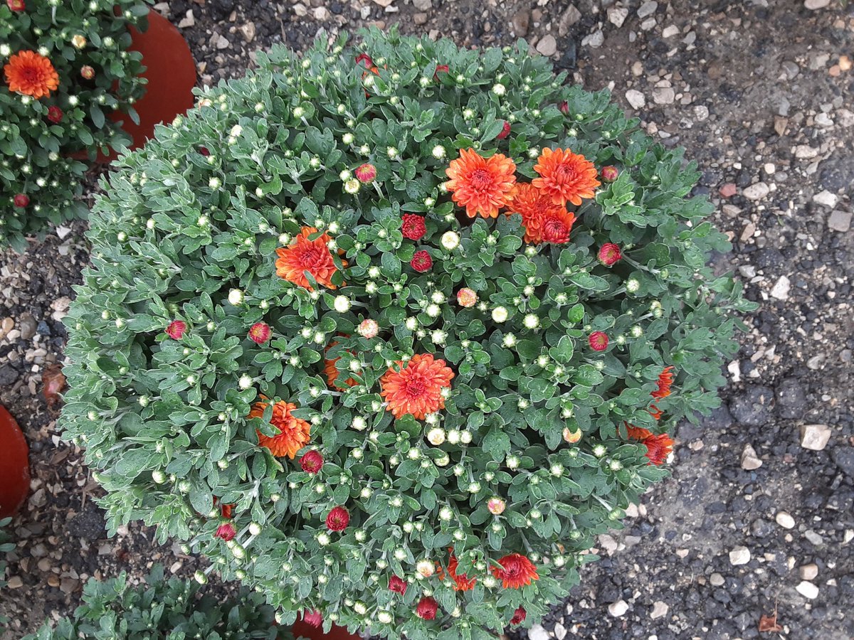 New colours in 🎉
Fall mums 
3 for $25 🍂
#falliscoming 
#fallmums
#mums
#chrysantemum 
#arthurgreenhouses