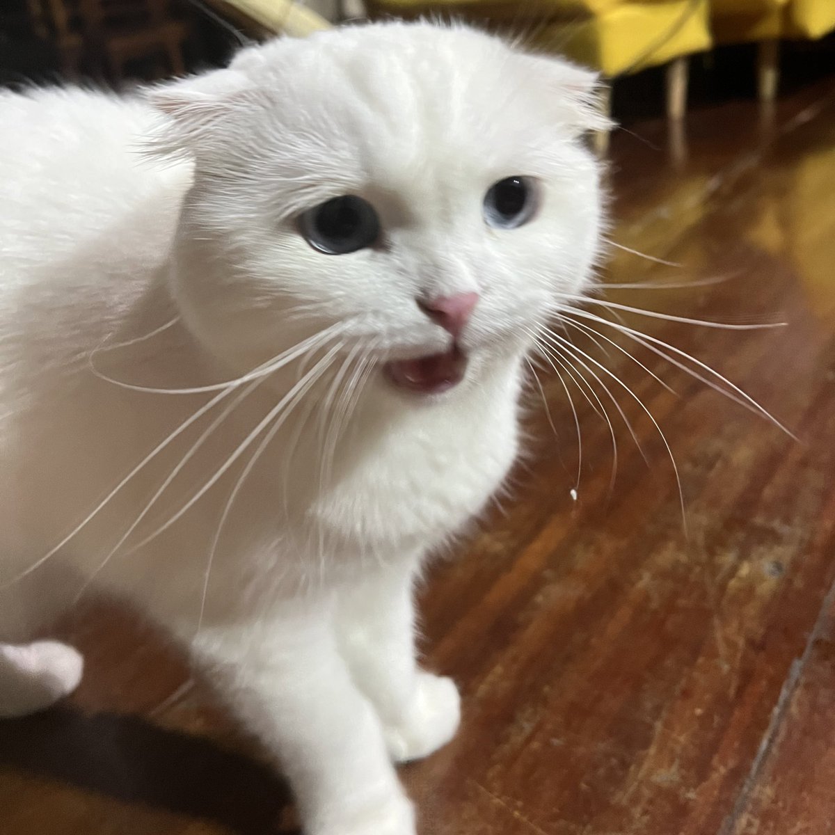 ૮꒰˵• ﻌ •˵꒱ა tweet media