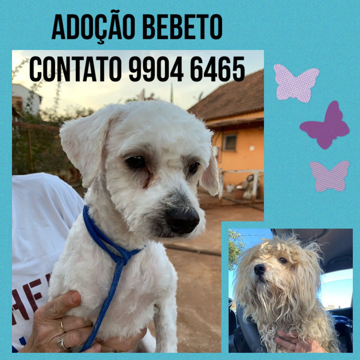 ADOÇÃO BH

Bebeto está em busca de uma nova casa