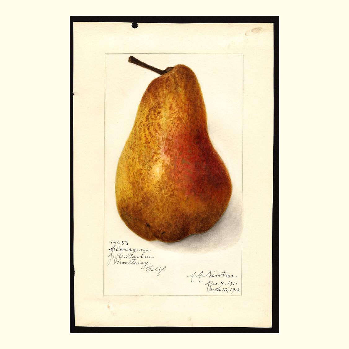 pomological's tweet photo. clairgeau pears, painted by amanda almira newton, 1912 https://t.co/lz7DLZf6Wg