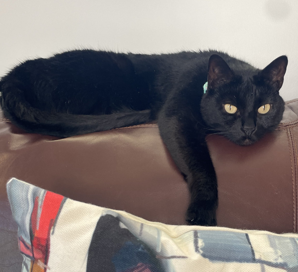 TuxedoCheckers's tweet photo. Should I be concerned? #catsoftwitter #cats #Ifits
#cat #cats #NewProfilePic #christmas #handsome #cute #beautiful #cutecat https://t.co/CzF1xLESzO