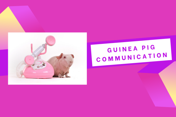 SmallPetSelect's tweet photo. Do you know what your guinea pig is trying to say? Guinea pig communication happens in all sorts of interesting ways. Check out our breakdown of cavy speak.

https://t.co/vTAn9u2IGo 

#smallpetselect #guineapigspeak #guineapigcommunication #guineapig https://t.co/3svndAEUnK