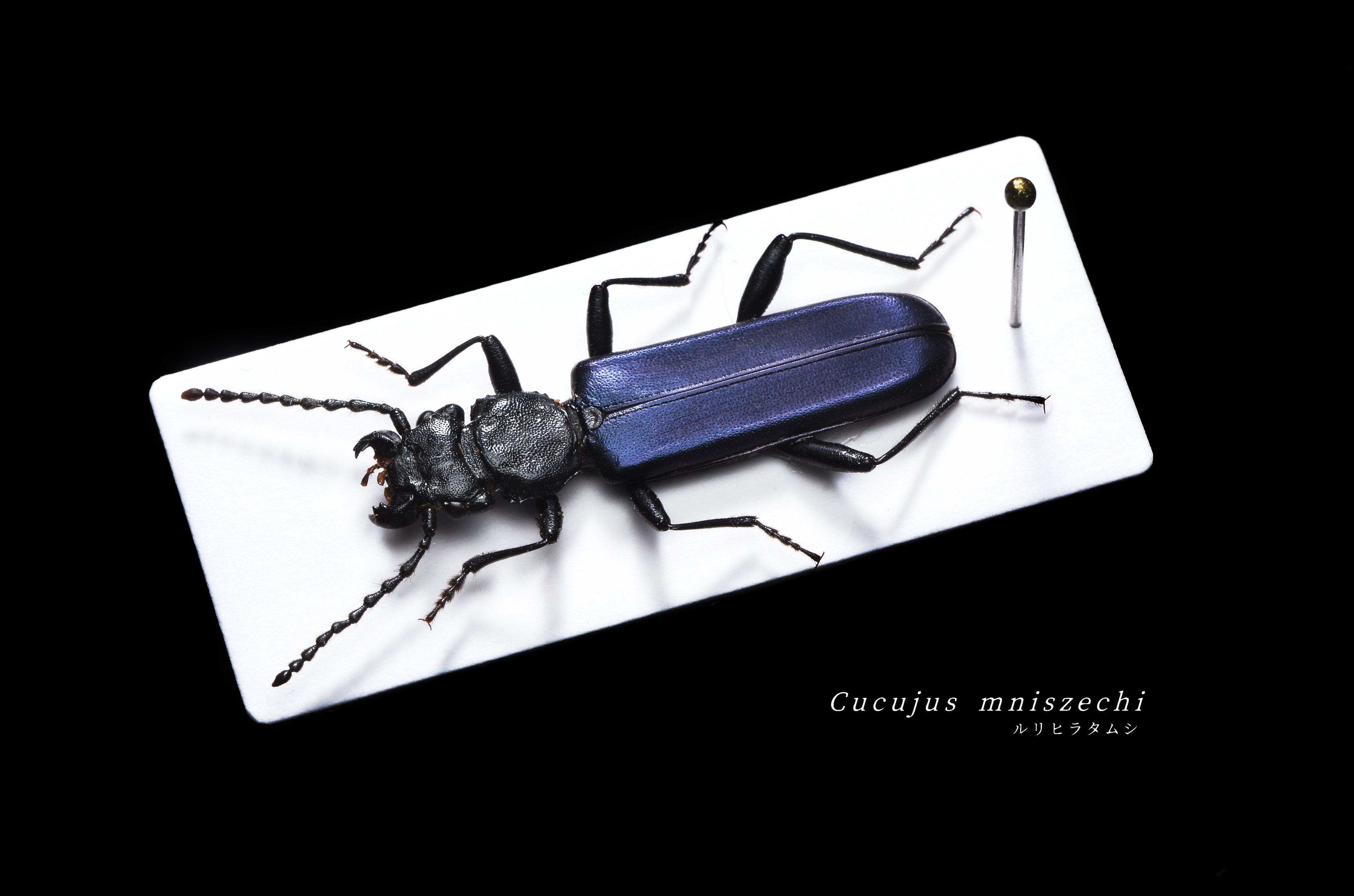 蛾もlove 阪本優介 Moth Love Twitter