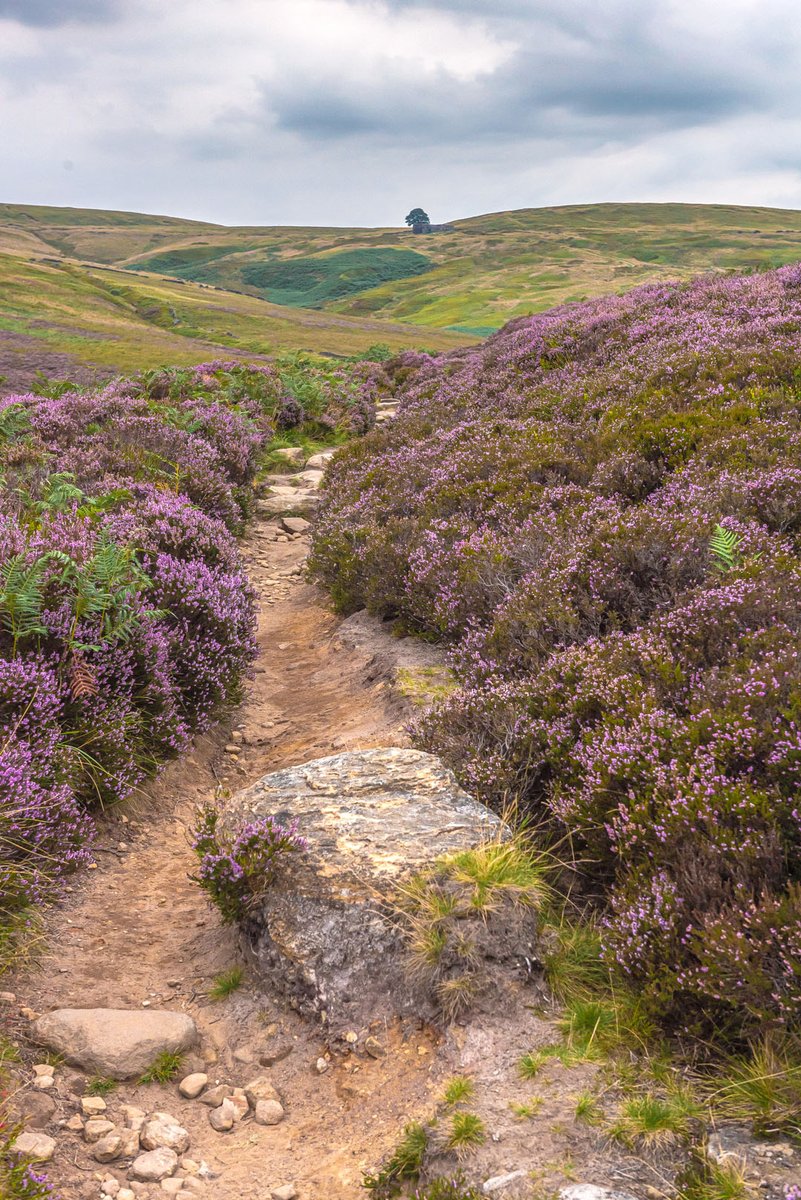 AFowlerPhoto's tweet photo. "I'm sure I should be myself were I once among the heather on those hills." - Emily Brontë
The path through the heather to Wuthering Heights.
#wutheringheights #topwithens #topwithins #brontecountry #haworth #emilybrontë https://t.co/6N93MMjFv4