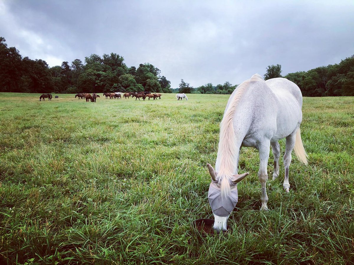 TBaftercare's tweet image. 🌟 #ORGSpotlight: VA Thoroughbred Project 
📍 Montpelier Station, VA

Currently, the VTP has 39 retired Thoroughbred horses on 150 beautiful rolling acres at James Madison’s Montpelier near Orange, Virginia. 

Learn more 👉 bit.ly/3Ku8dZc