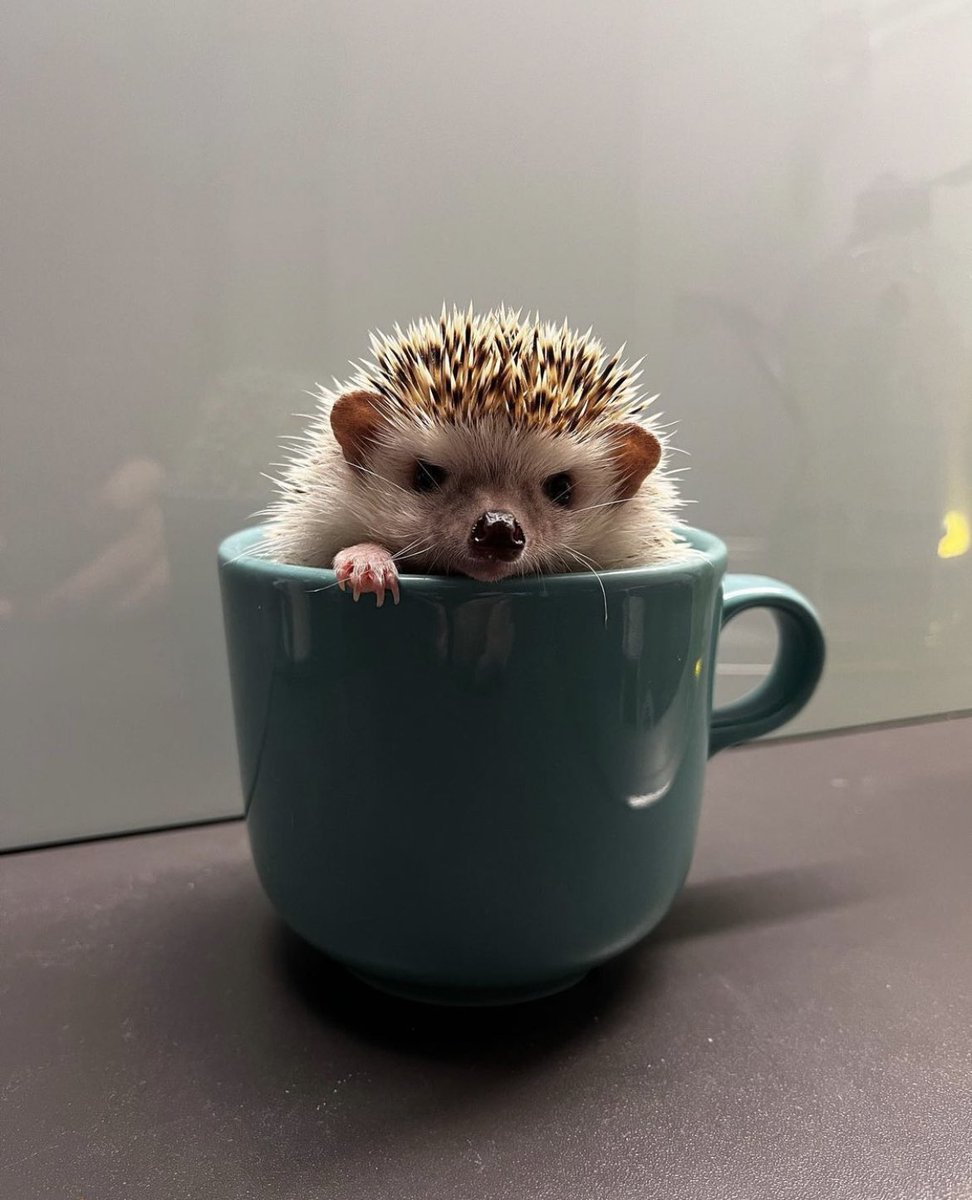 Hedgehog of the Day on Twitter: "Monday 29th August, 2022"